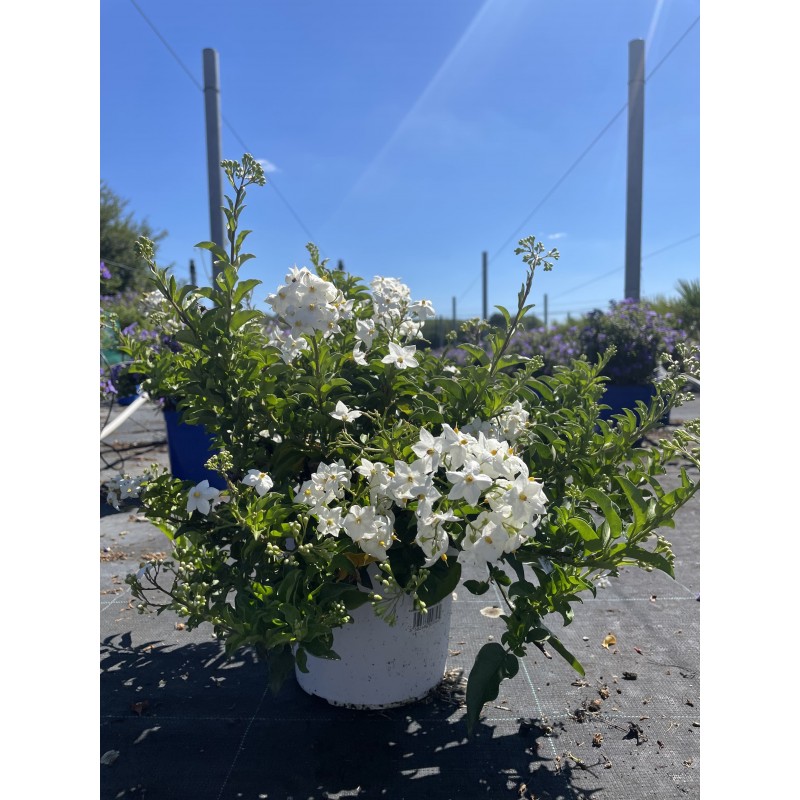 Morelle fleurs blanches | Solanum Jasminoide | Mon Orangerie