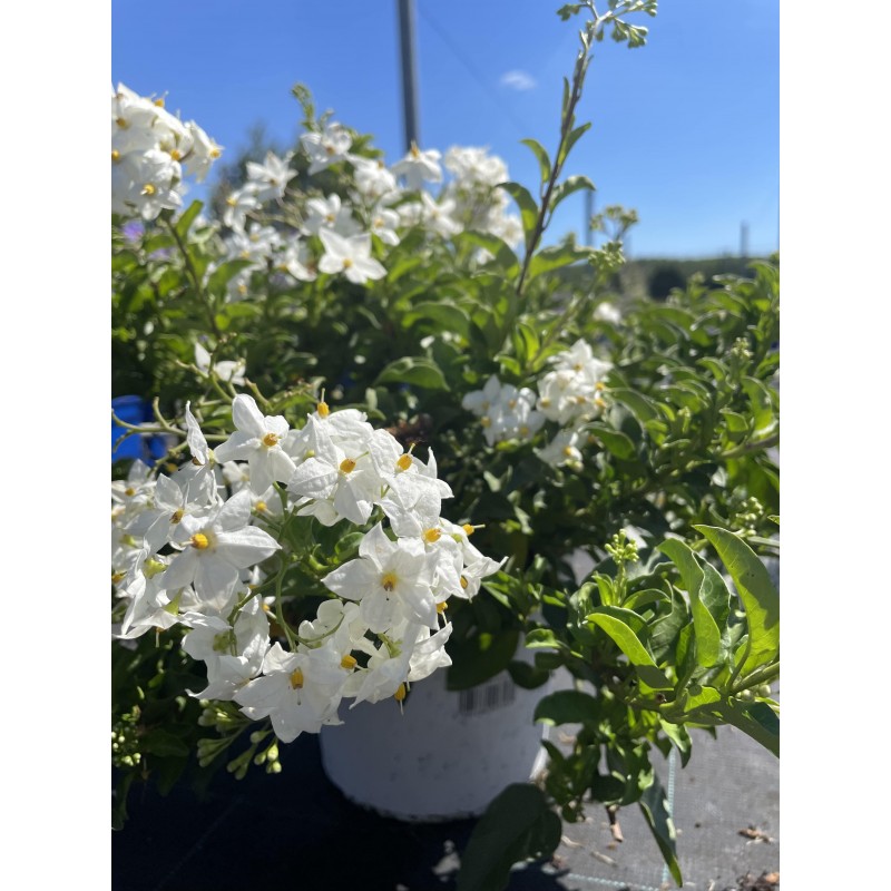 Morelle fleurs blanches | Solanum Jasminoide | Mon Orangerie