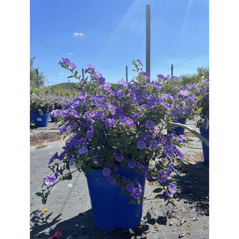 Arbre à gentiane | Solanum rantonetti | Mon Orangerie