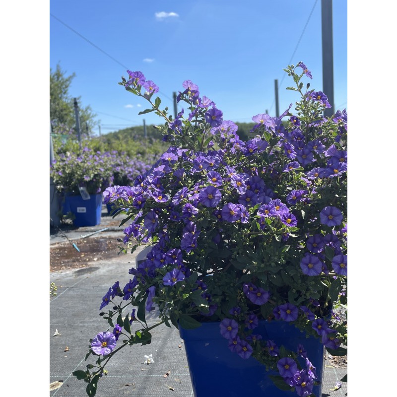 Arbre à gentiane | Solanum rantonetti | Mon Orangerie