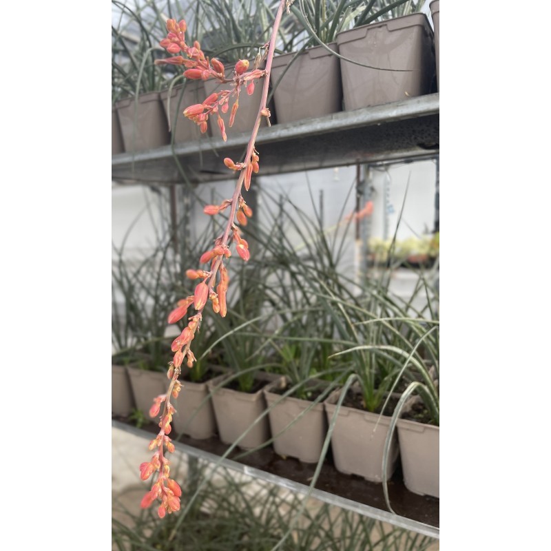 Yucca Corail | Mon Orangerie
