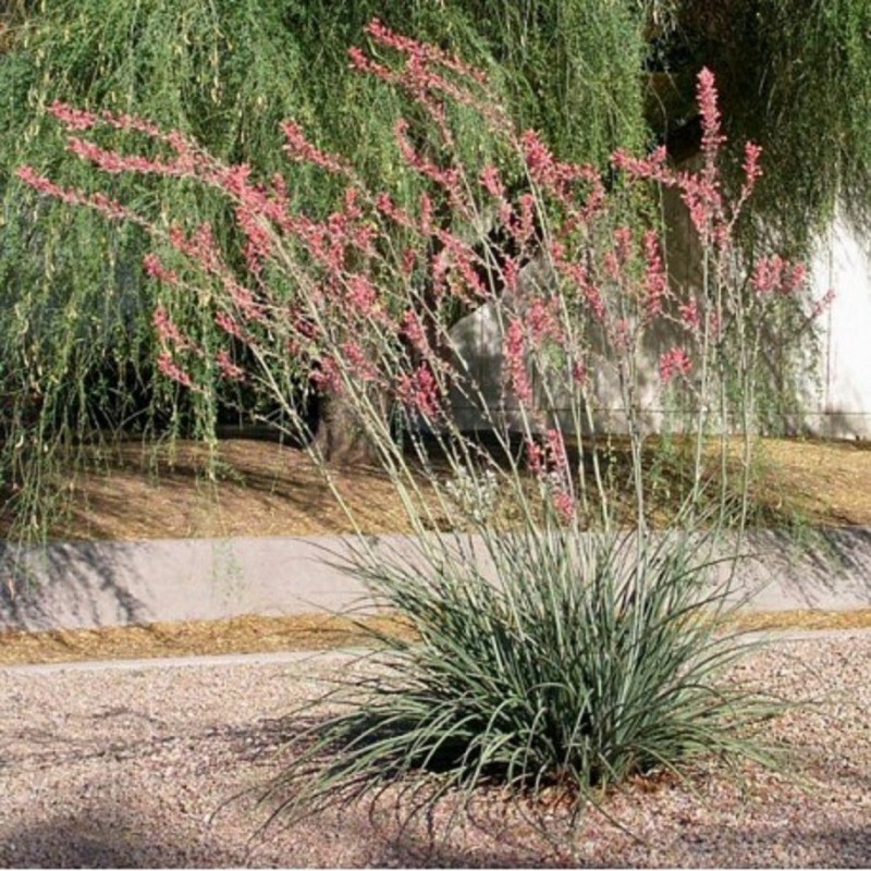 Yucca Corail | Mon Orangerie