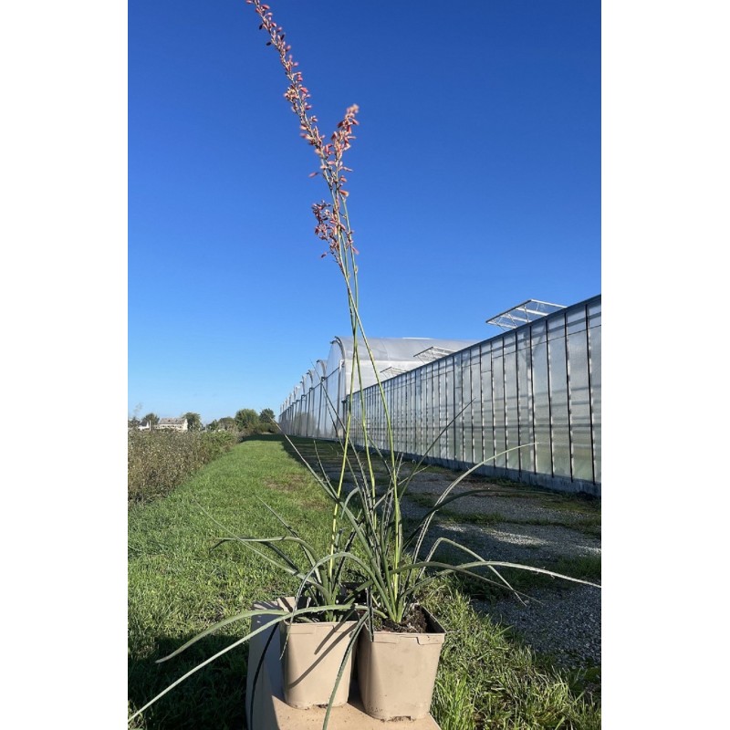 Yucca Corail | Mon Orangerie
