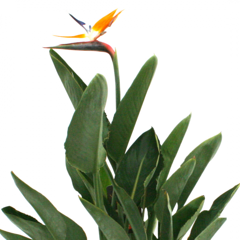 Oiseaux du Paradis | Strelizia | Mon Orangerie