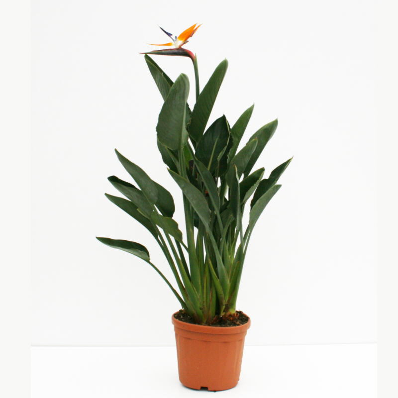 Oiseaux du Paradis | Strelizia | Mon Orangerie