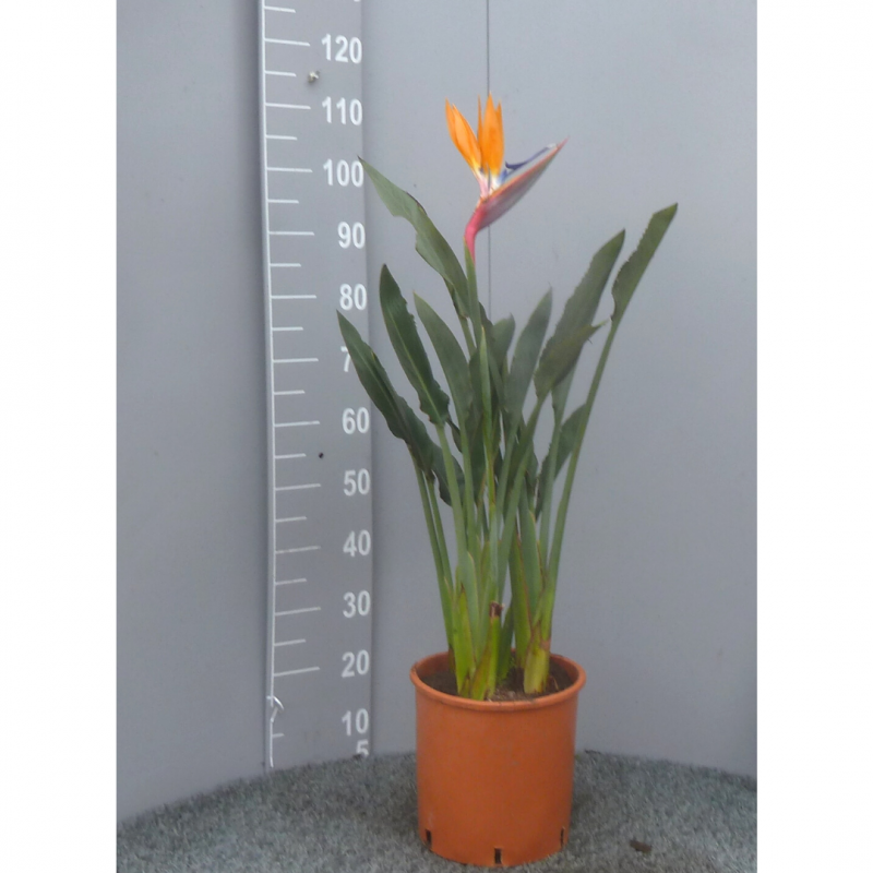 Oiseaux du Paradis | Strelizia | Mon Orangerie