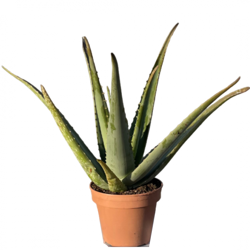Aloe Vera | Mon Orangerie