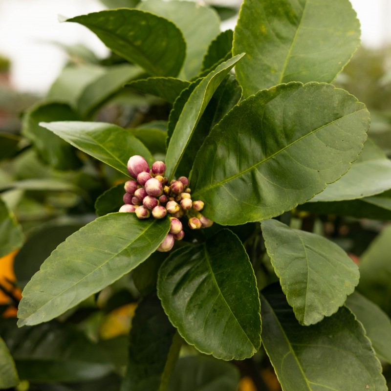 Citronnier Meyer | Citrus meyeri | Mon Orangerie