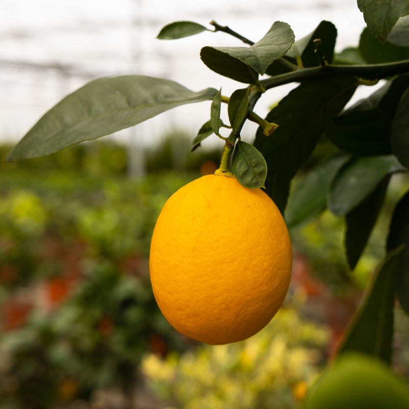 Citronnier Meyer | Citrus meyeri | Mon Orangerie