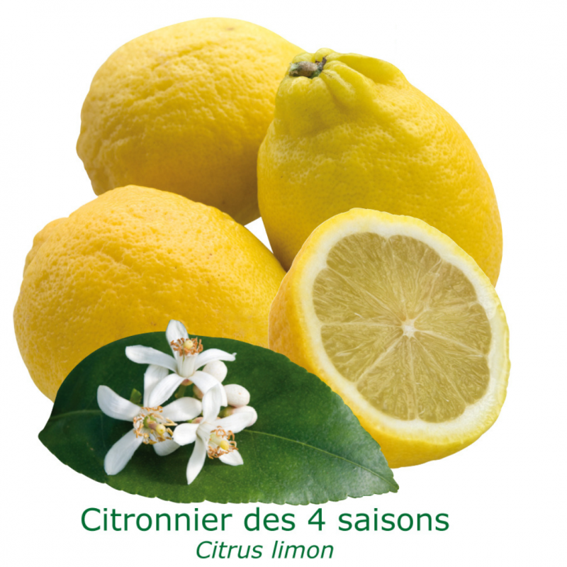 Citronnier des 4 saisons | Mon Orangerie