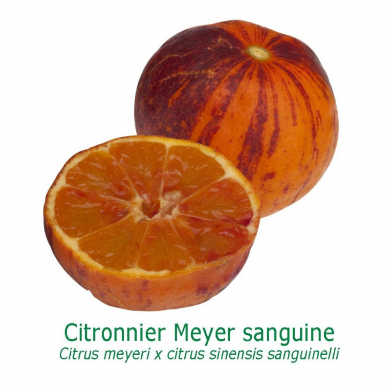 Orangine® | Meyer sanguin | Mon Orangerie