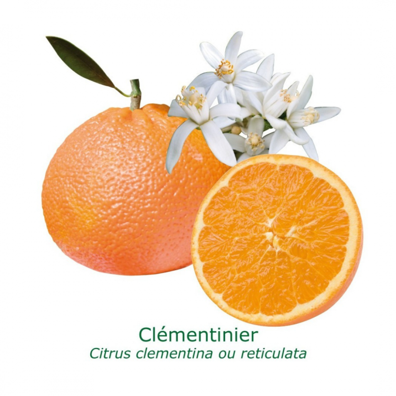 Clémentinier | Mon Orangerie