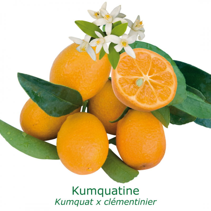 Kumquatine® | Mon Orangerie