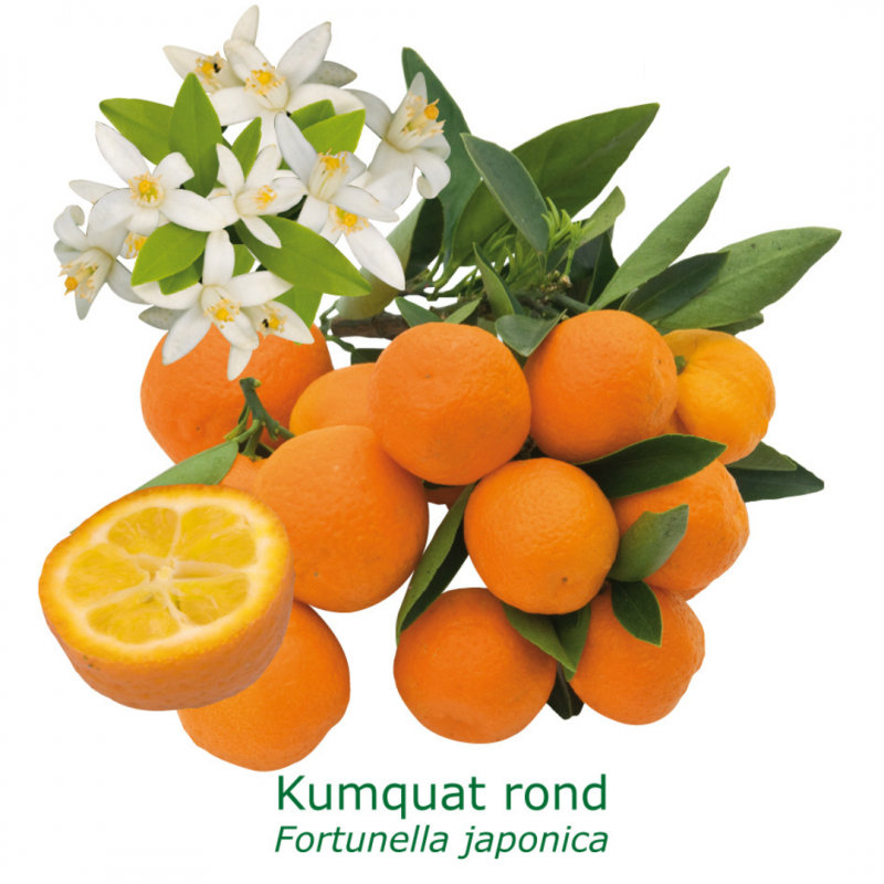 kumquatier rond en grappe