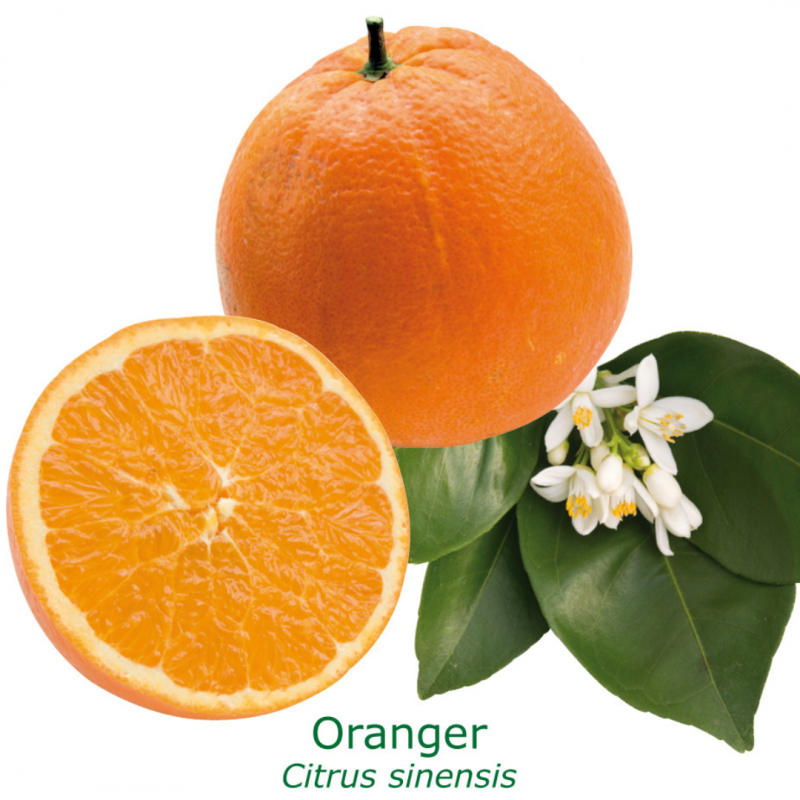 Oranger | Mon Orangerie