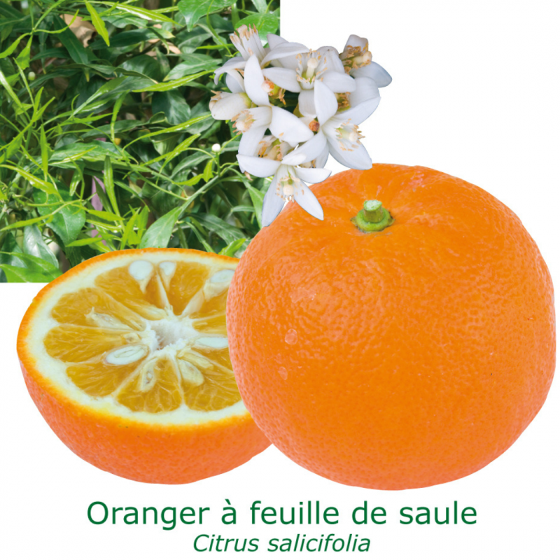 Oranger amer | Bigaradier à feuille de saule | Mon Orangerie