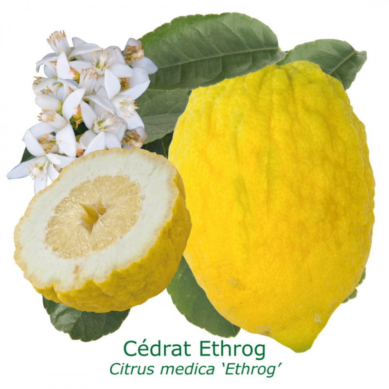 Cédratier Ethrog | Mon Orangerie