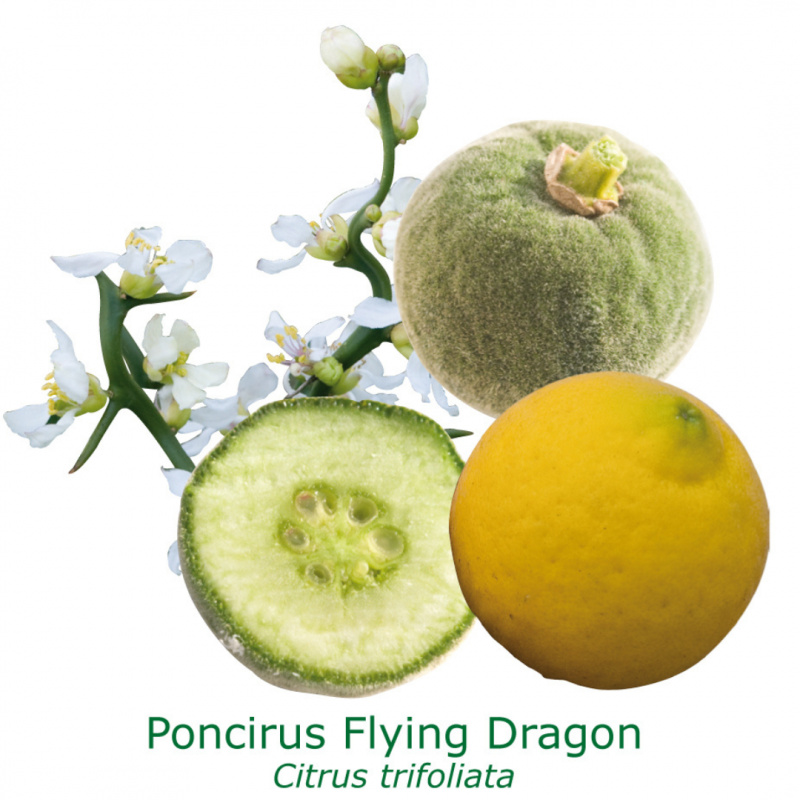 Poncirus 'Flying Dragon' | Mon Orangerie