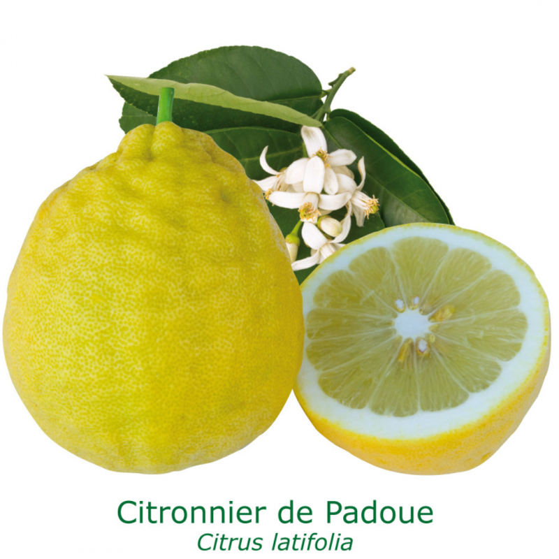 Citronnier de Padoue | Mon Orangerie