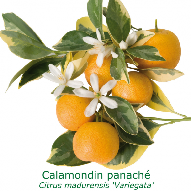 Calamondin panaché | Mon Orangerie