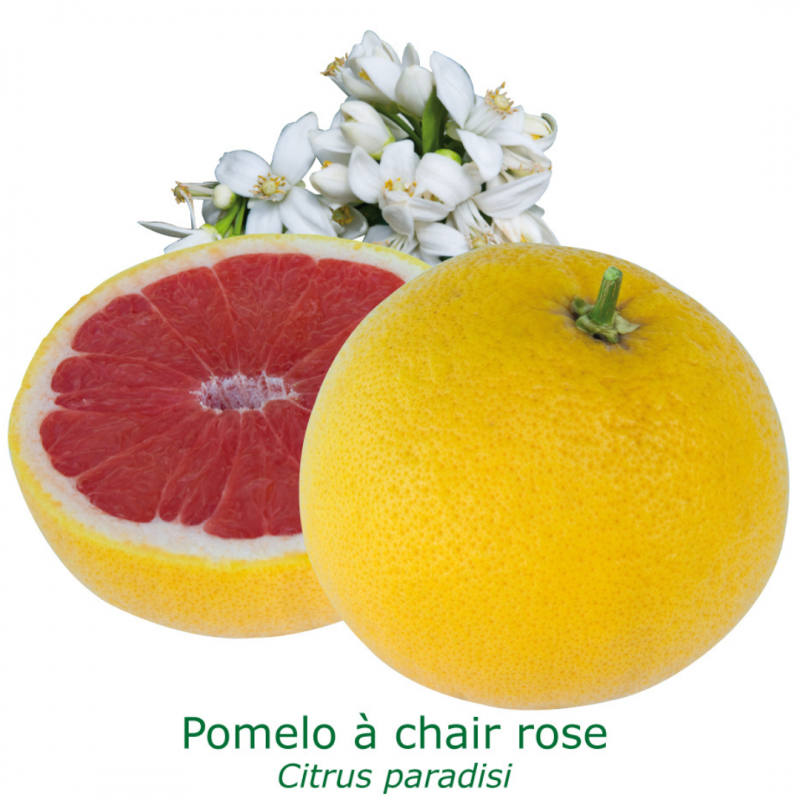 Pomelo rose 'star ruby' | Mon Orangerie