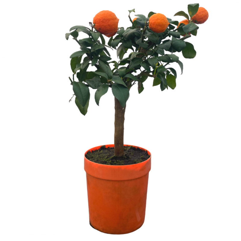 Lime rouge | Citrus limonia Osbeck | Mon Orangerie
