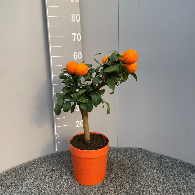 Lime rouge | Citrus limonia Osbeck | Mon Orangerie