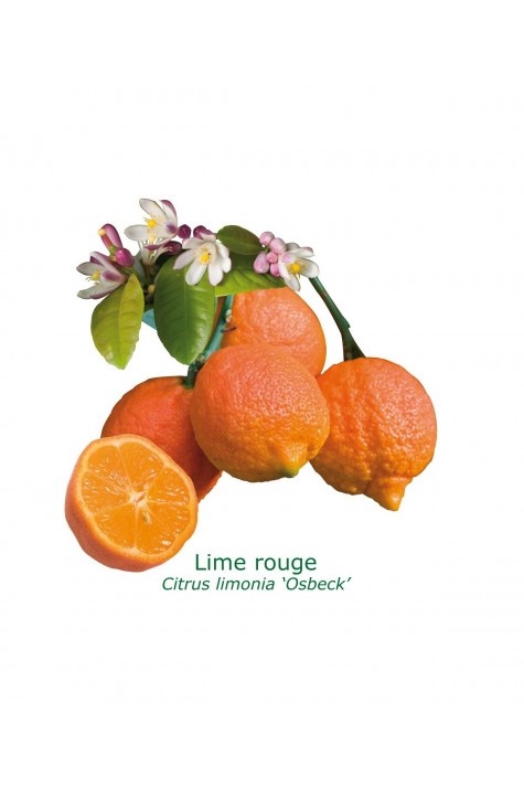 Lime rouge