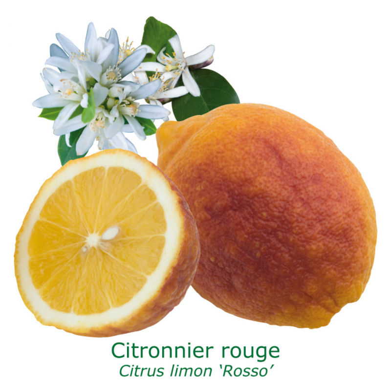 Citronnier Rouge | Mon Orangerie