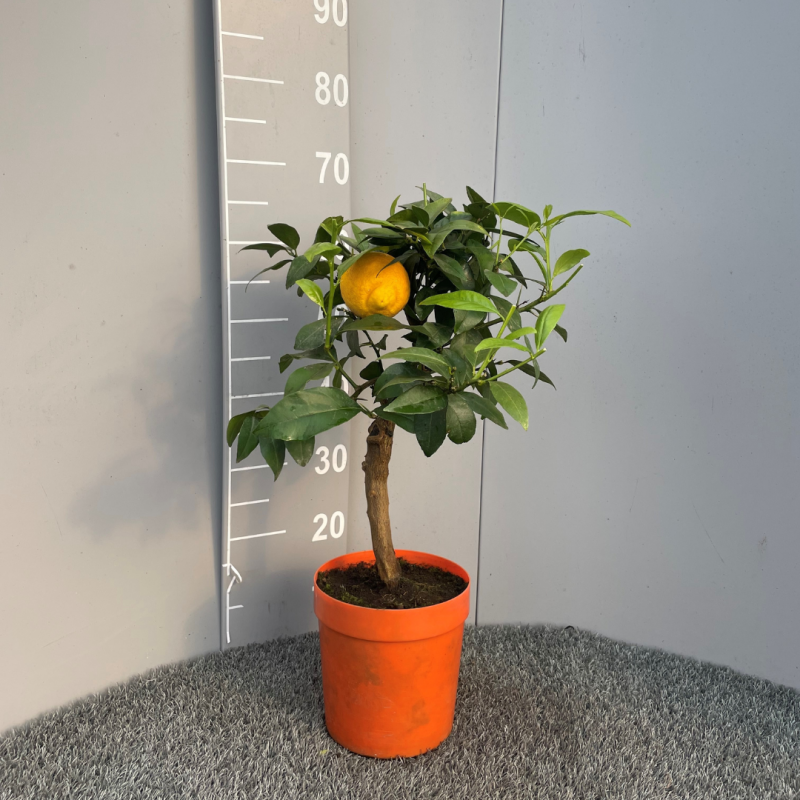 Citronnier Rouge | Mon Orangerie