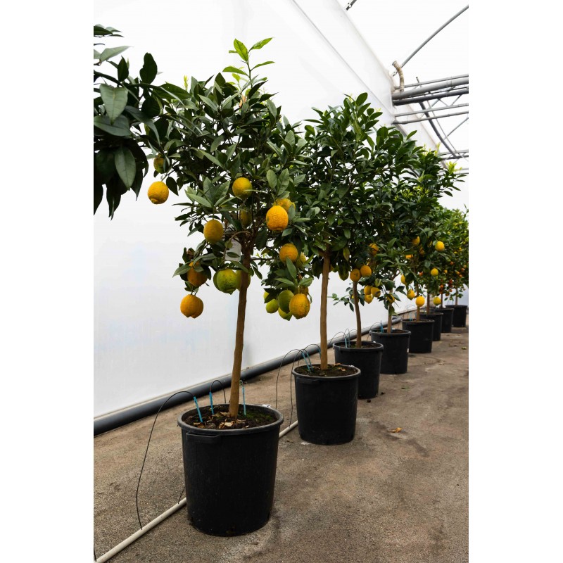 Citronnier Rouge | Mon Orangerie