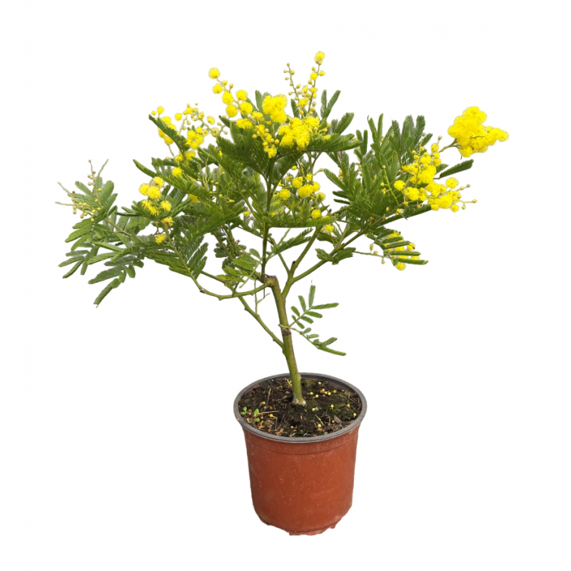 Mimosa Gaulois | Mon Orangerie