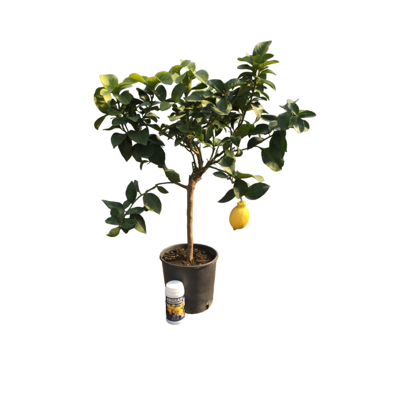 Citronnier des 4 saisons | Mon Orangerie