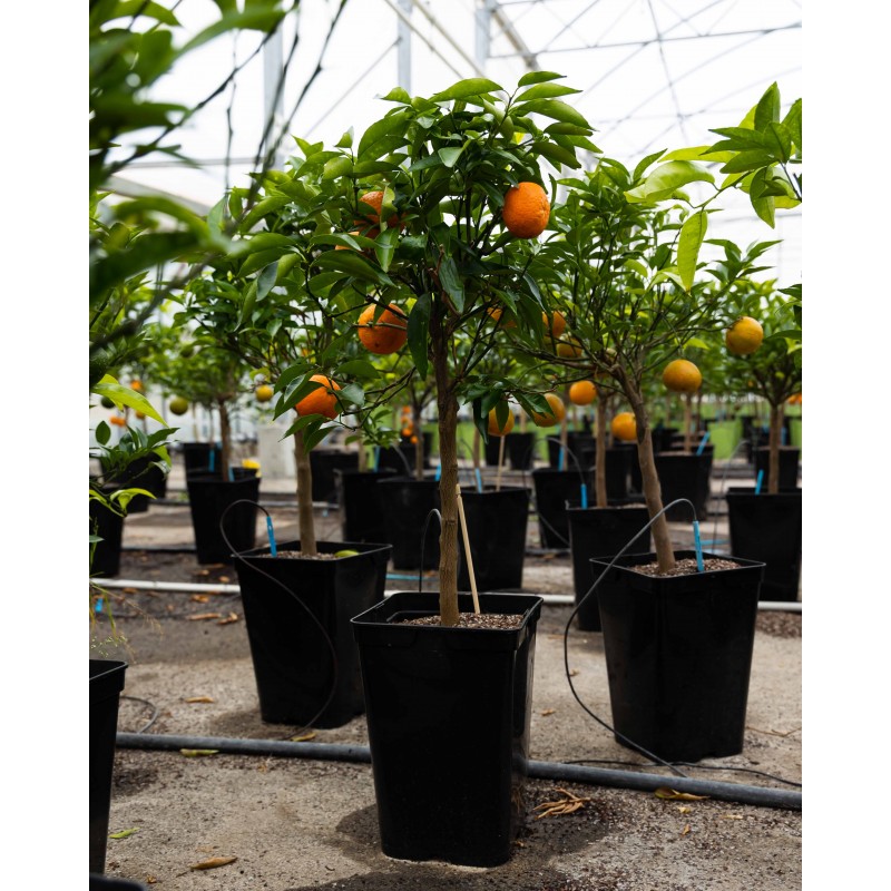 Clémentinier | Mon Orangerie