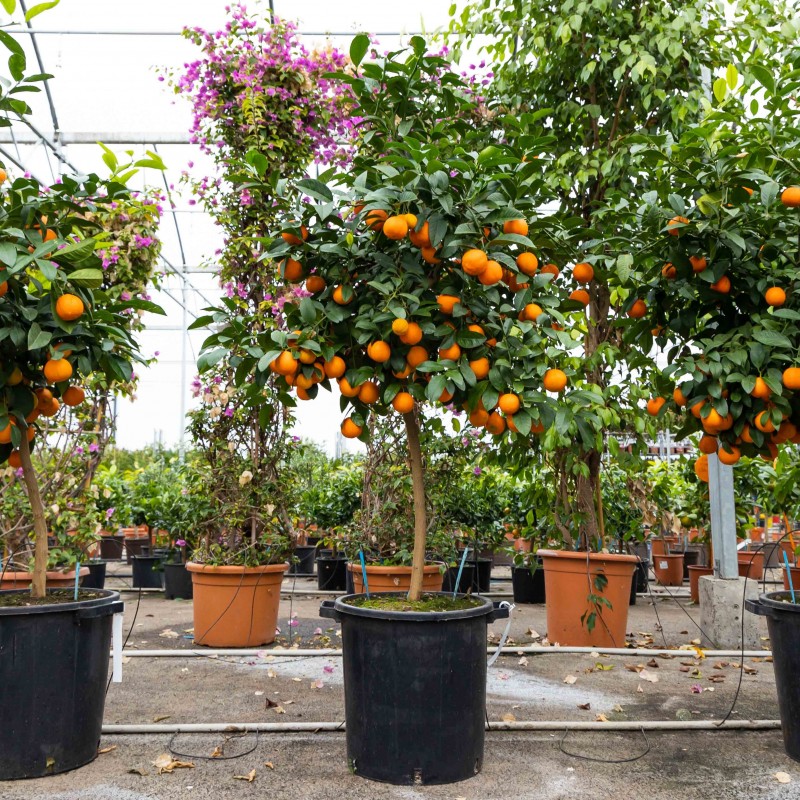 Lime rouge | Citrus limonia Osbeck | Mon Orangerie