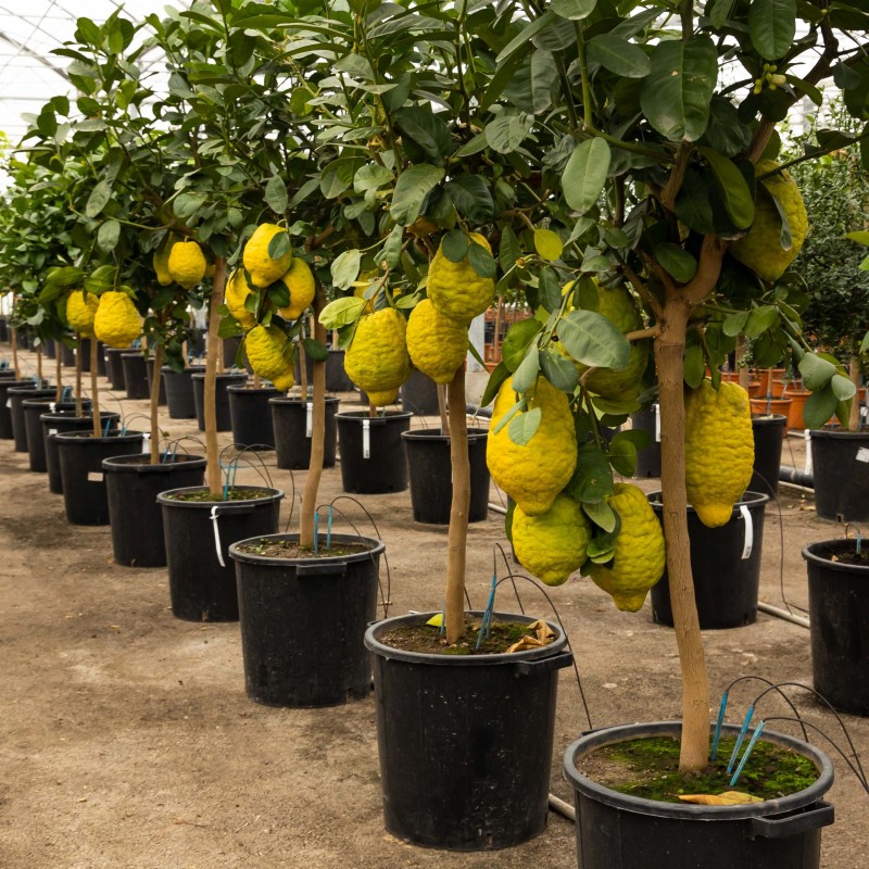 Cédratier Ethrog | Mon Orangerie