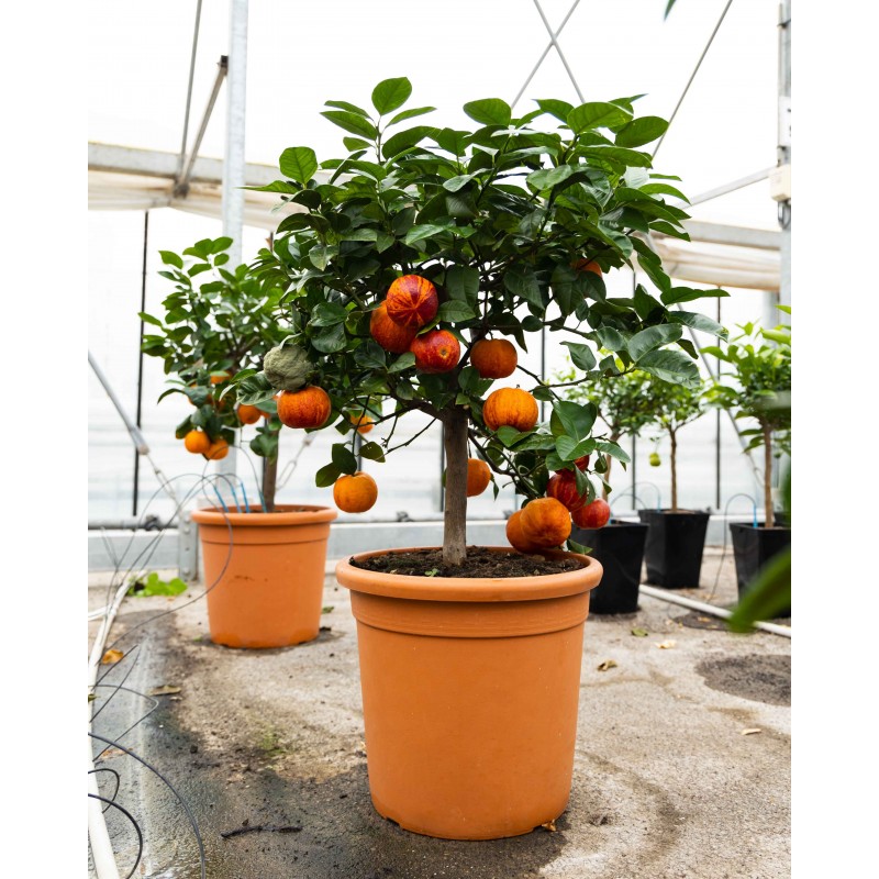 Orangine® | Meyer sanguin | Mon Orangerie