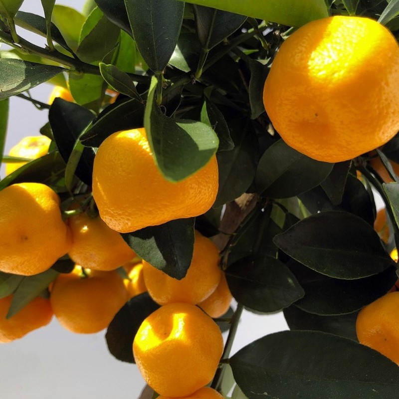 Calamondin bio | Mon Orangerie