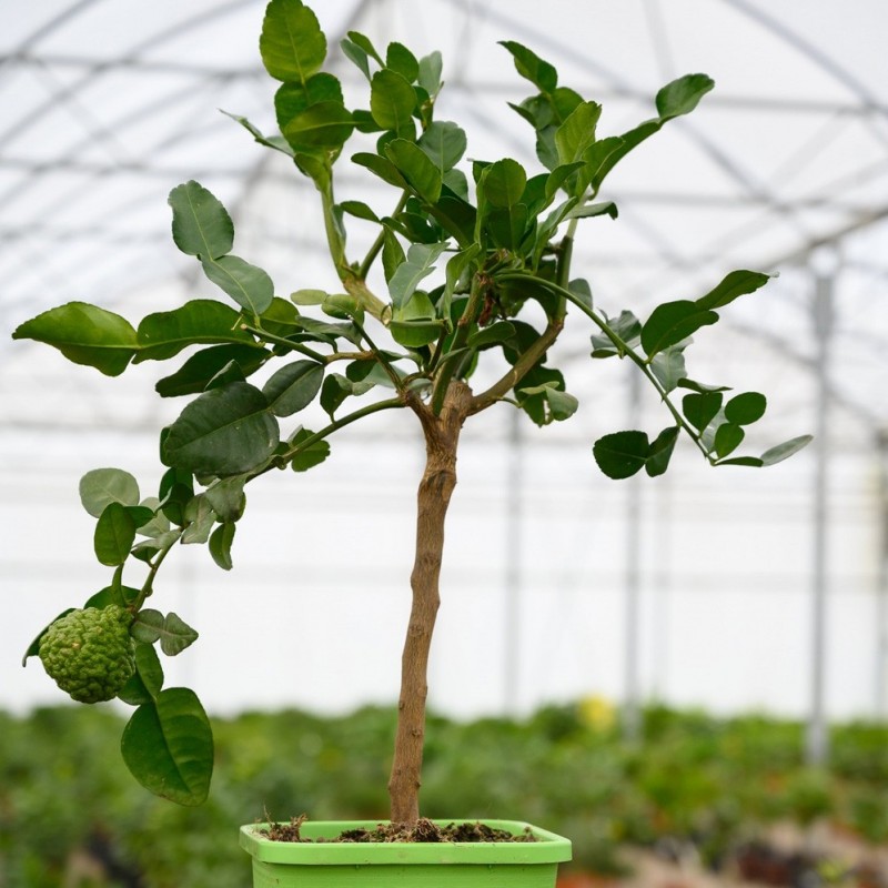 Combava | Lime Kaffir | Mon Orangerie