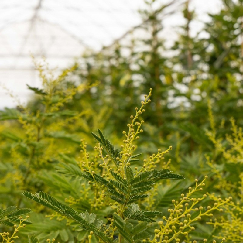 Mimosa Gaulois | Mon Orangerie