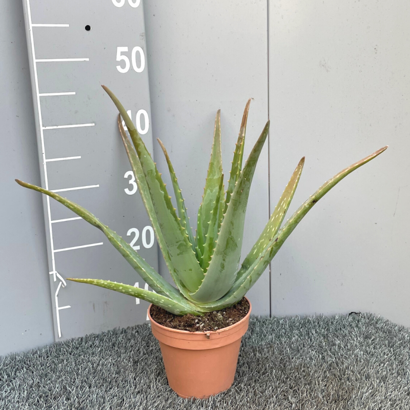 Aloe Vera | Mon Orangerie