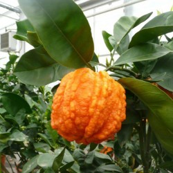 Oranger amer | Bigaradier bizzaria