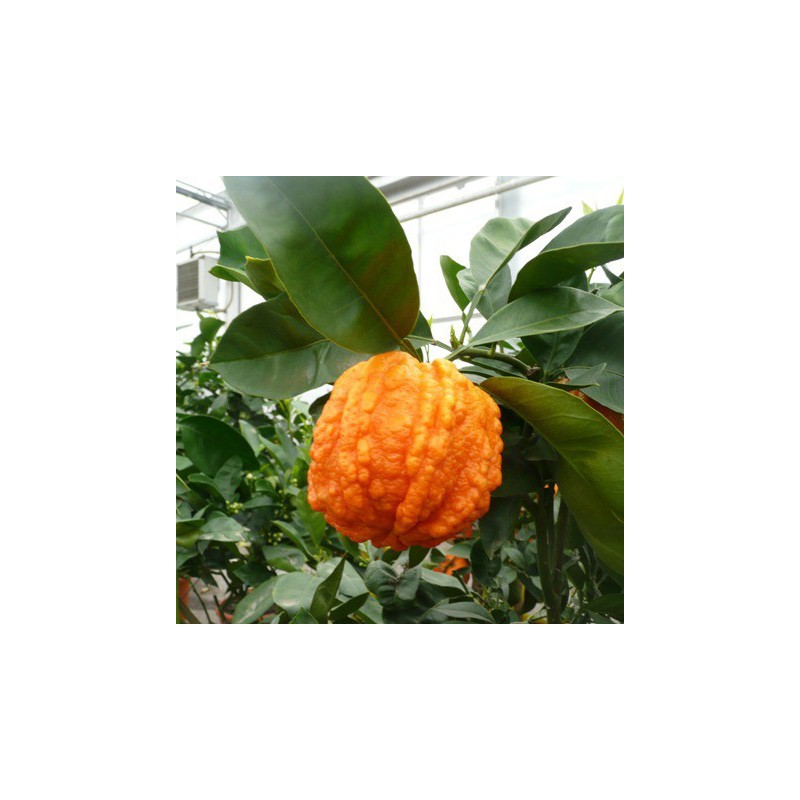 Bigaradier bizzaria | Oranger amer | Mon Orangerie