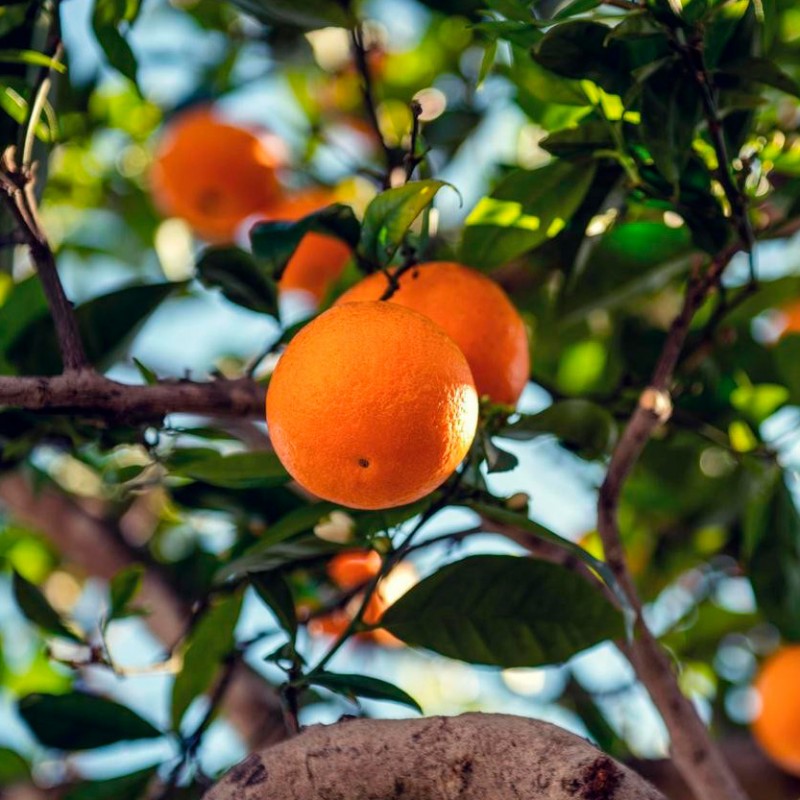 Oranger | Mon Orangerie