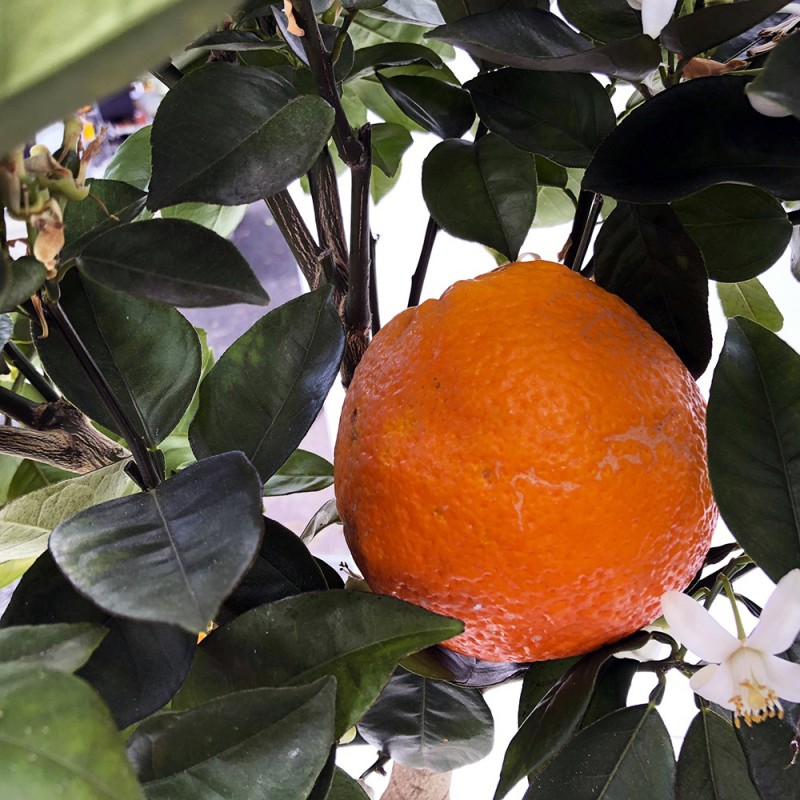 Oranger sanguin | Mon Orangerie
