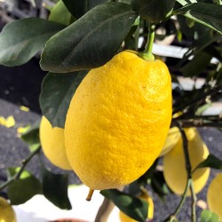 CITRONNIER 4 SAISONS /  Citrus limon fruit citron jaune sur arbre