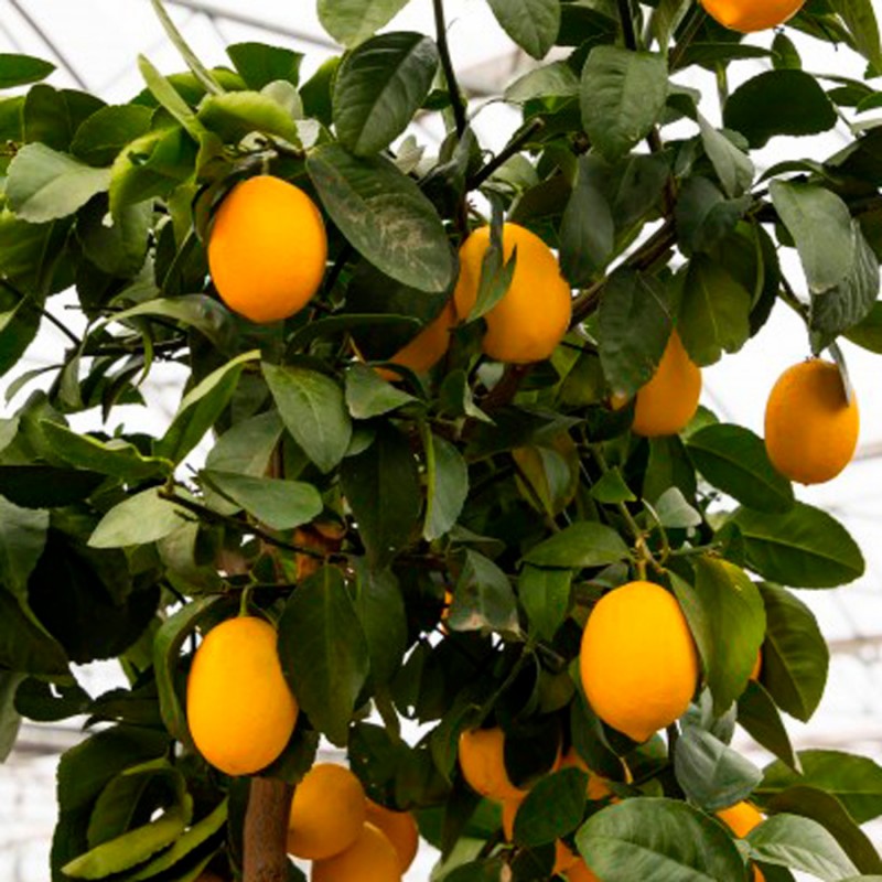Citronnier Meyer | Citrus meyeri | Mon Orangerie