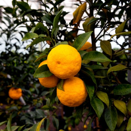 Citronnier Yuzu