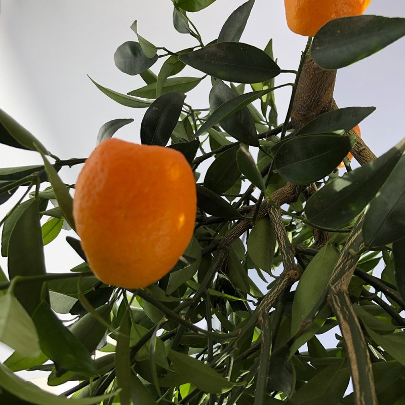 KUMQUATINE / Fortunella margarita x Citrus reticulata