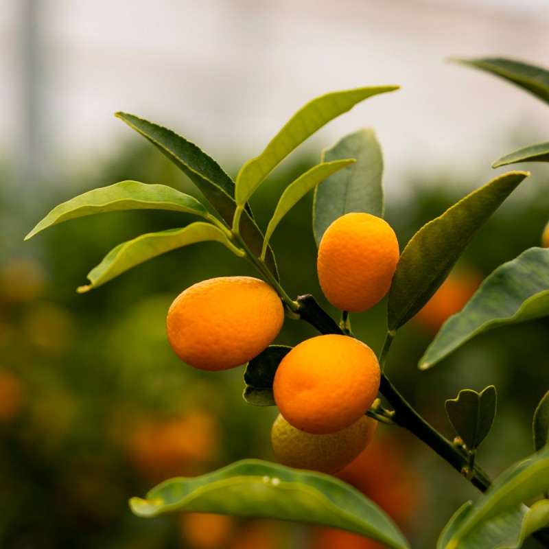 Kumquatier long | Mon Orangerie